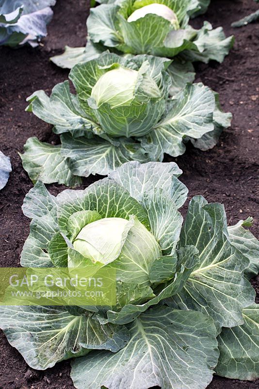 Cabbage 'Samarash'