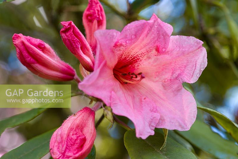 Rhododendron 'Souvenir of W.C Slocock'