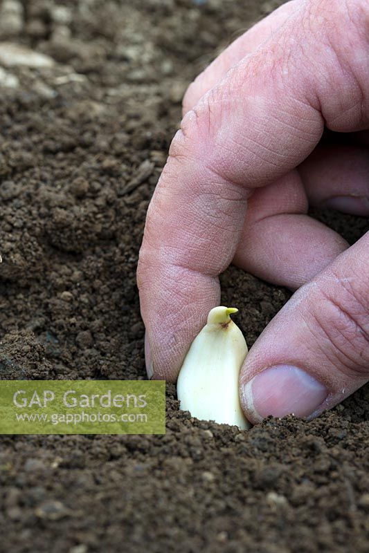 Planting Garlic cloves in soil