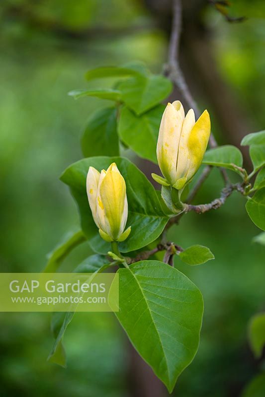 Magnolia acuminata var. subcordata 'Miss Honeybee'
