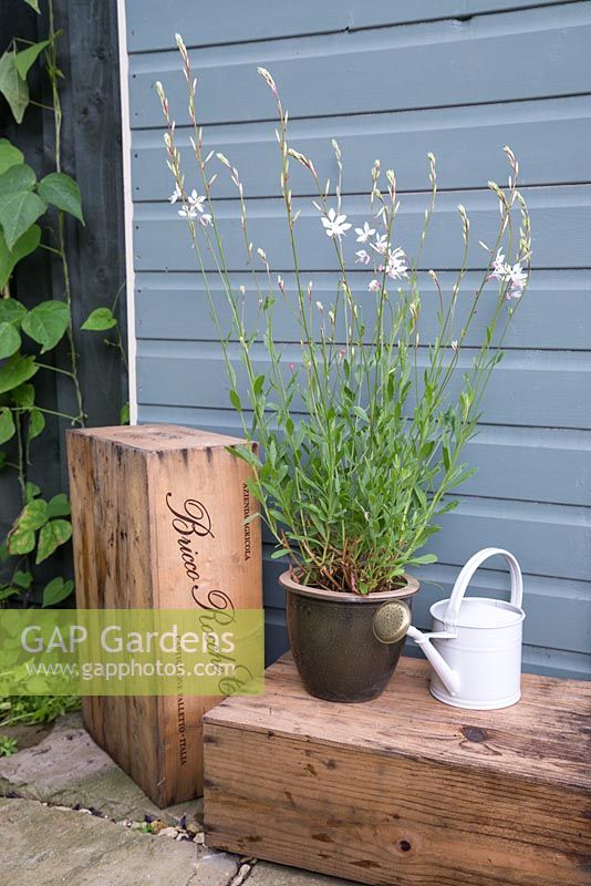 Successfully propagated softwood cuttings of Gaura lindheimeri 'The Bride'