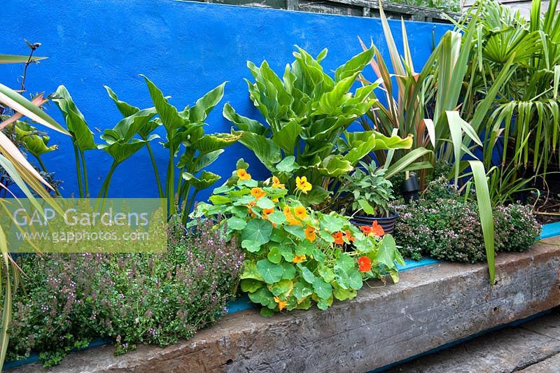 Detail of timber reclaimed sleeper bench in front of a raised bed with exotic foliage planting for exotic lok and culinary use. Nasturtium, sage, thyme, zantedeschia, phormium and chusan palm. Blue painted wall. 