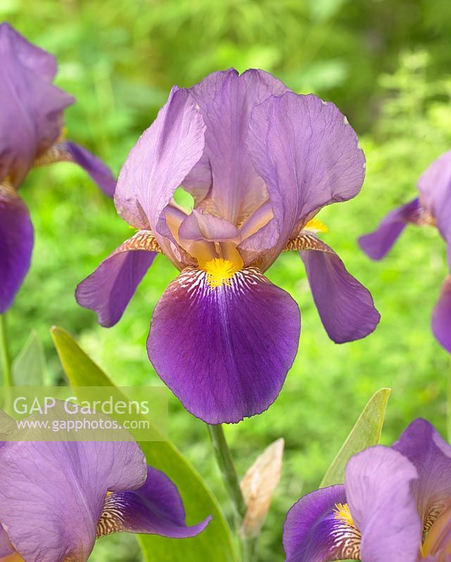 Iris germanica 'Ambassador'