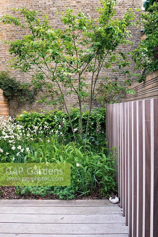 A balustrade and decking made from iroko timbers in front of modern chestnut fence surrounded by Libertia chilensis  Formosa Group - New Zealand satin flowers, Amelanchier tree and  Carpinus