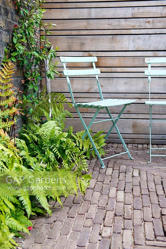 View of small city garden vintage blue chairs, brick patio and wooden fence surrounded by Dryopteris erythrosora - Japanese shield fern and climber Trachelospermum jasminoides