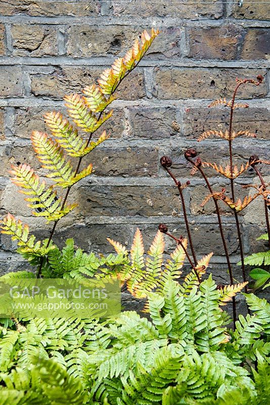 Dryopteris erythrosora - Japanese shield ferns against a brick wall