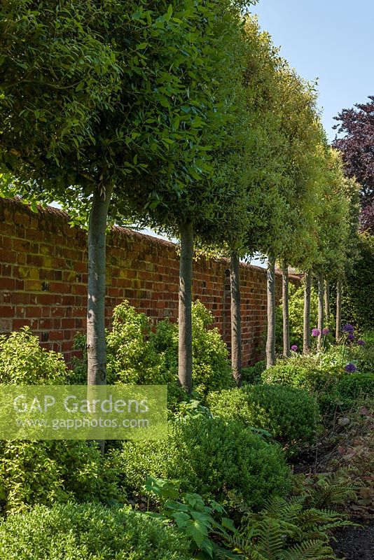 Garden wall with pleached Quercus ilex