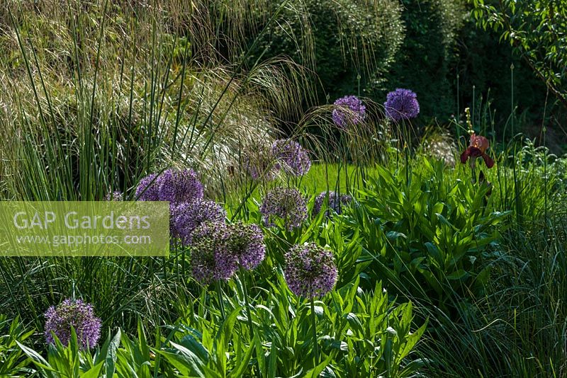 Allium 'Purple Sensation' in mixed border planting