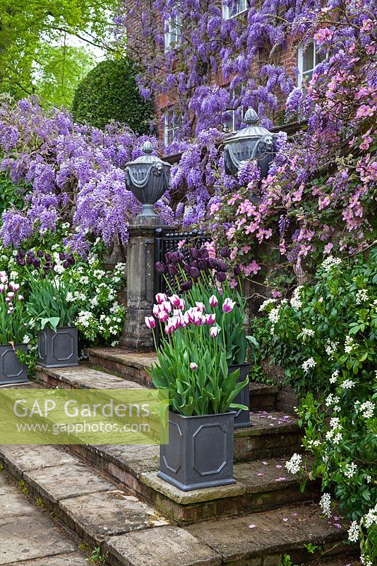 Pashley Manor Gardens, Kent, UK - Showing steps leading to house with Wisteria, Clematis montana, Choisya ternata , Tulipa 'Queen of the Night', Tulipa 'Flaming Baltic'