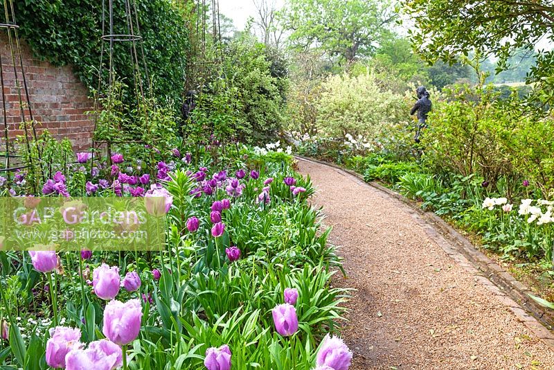 Showing gravel path between beds with Tulipa 'Purple Flag', Tulipa 'Bleu Aimable' - Pashley Manor Gardens, Kent, UK 