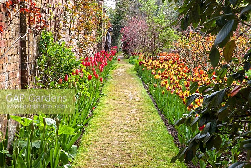 Path between Tulipa beds. Pashley Manor Gardens, Kent, UK 