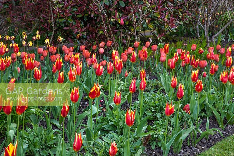 Tulipa 'Flyaway' - Pashley Manor Gardens, Kent, UK