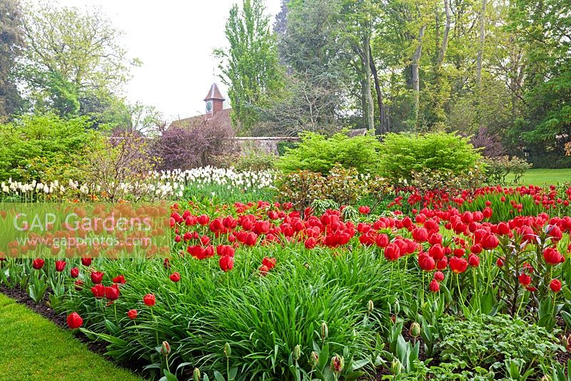 Tulipa bed with Tulipa 'Renegade' - Pashley Manor Gardens, Kent, UK