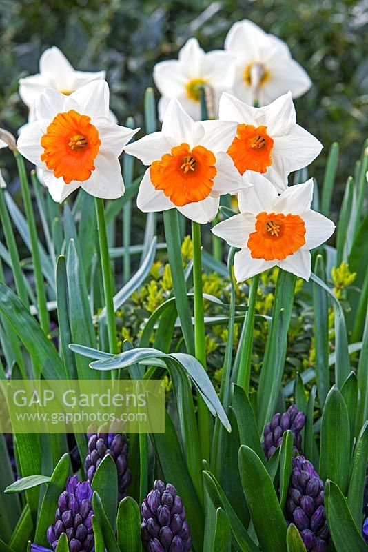 Narcissus 'Chromacolor' with Hyacinthus orientalis 'Royal Navy'