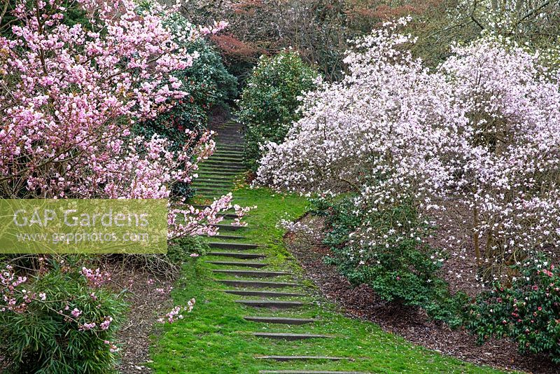 Steps ascending through Prunus blossom, Magnolia and Camellia - Virginia Water, Surrey 