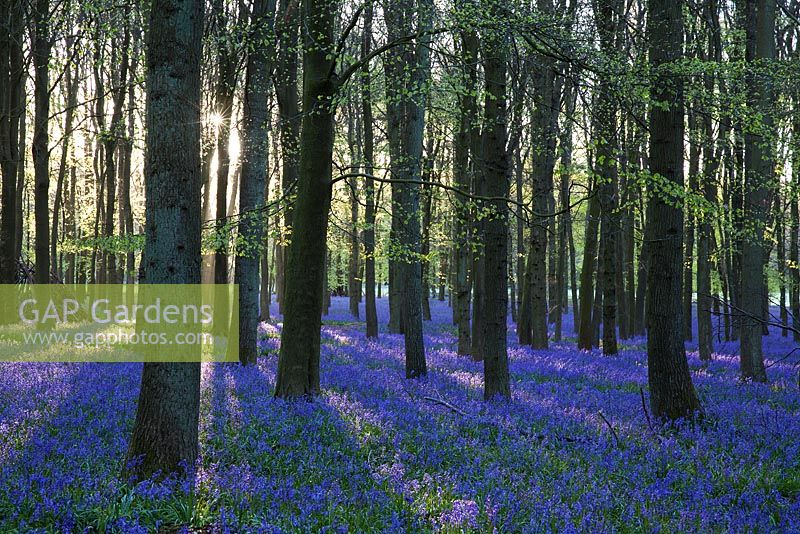 Hyacinthoides non scripta - Bluebell woods - Ashridridge Estate, Hertfordshire, UK