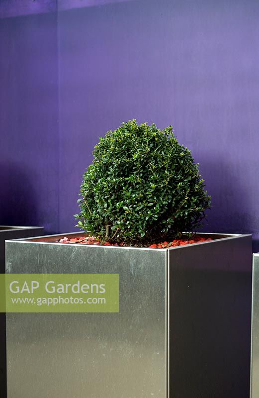Purple coloured perspex sheeting garden boundary in front of which is a  aluminium planters with box balls. 