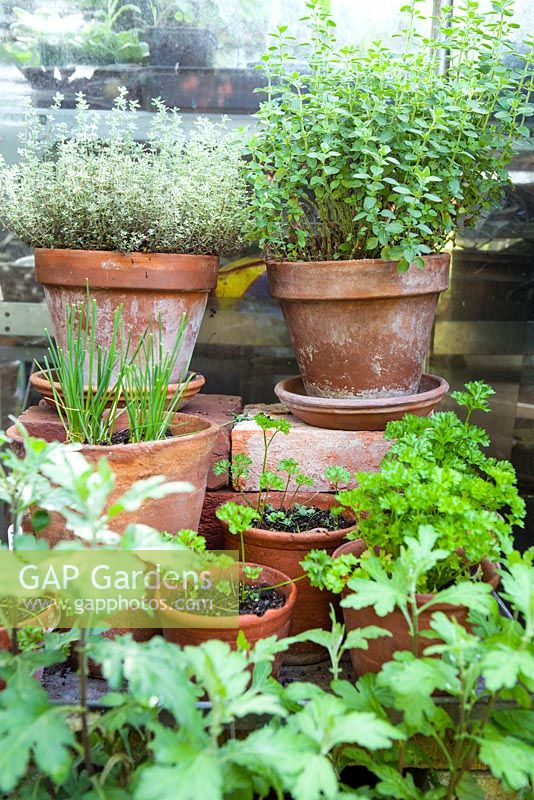 Herbs in terracotta pots - thyme, oregano, chives and parsley