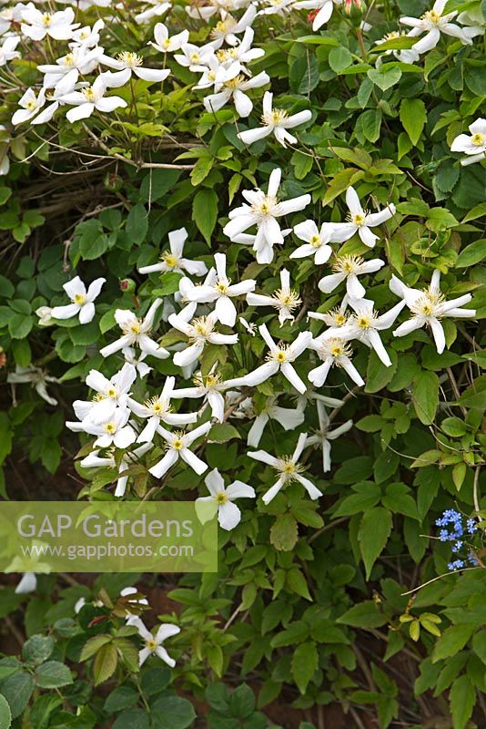 Clematis montana grandiflora 'Alba'. The Long Border at Gt. Maytham Hall, Rolvenden, Kent.  May. NGS Open day.