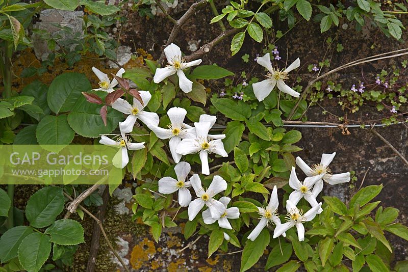 Clematis montana grandiflora 'Alba'. The Long Border at Gt. Maytham Hall, Rolvenden, Kent.  May. NGS Open day. 