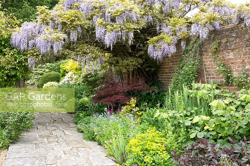 The Secret Garden at Great Maytham Hall, Rolvenden, Kent. Stunning Wisteria floribunda macrobotrys and a border where plants like Iris orientalis and Paeony are yet to flower.  June.