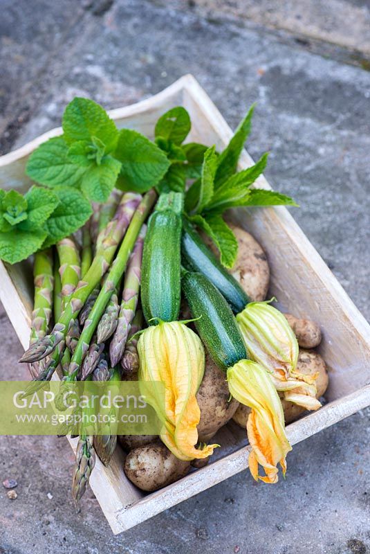 Early summer harvest of Asparagus, Early Potatoes 'Arran Pilot', Courgettes 'Defender' and sprigs of fresh mint.