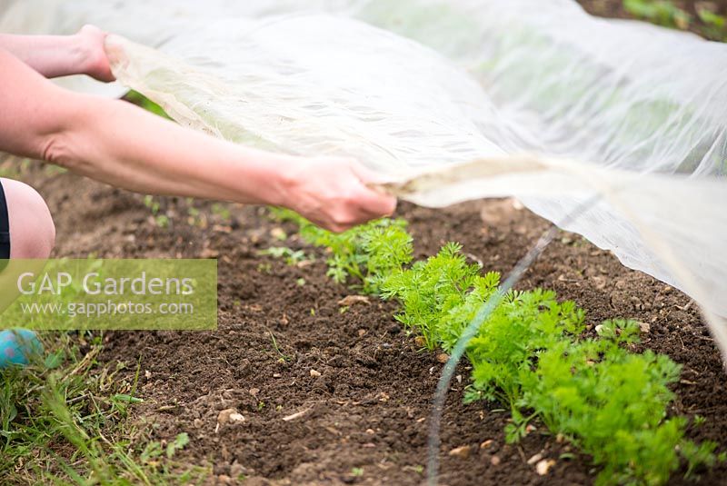 Carrots, 'Amsterdam forcing 3', woman replacing insect mesh after weeding.
