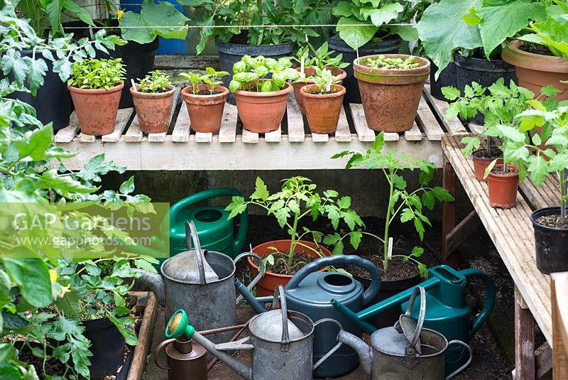 Summer greenhouse interior showing watering cans filled to produce tepid water supply for tender indoor crops.