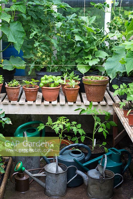 Summer greenhouse interior showing watering cans filled to produce tepid water supply for tender indoor crops.