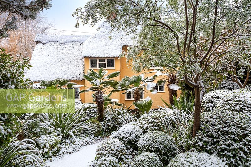 View of the house, trees and shrubs in snow. Dip on the Hill Garden, February. 