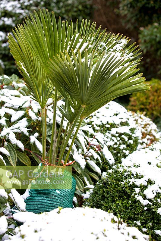 Trachycarpus wagernianus - Palm with winter protection.