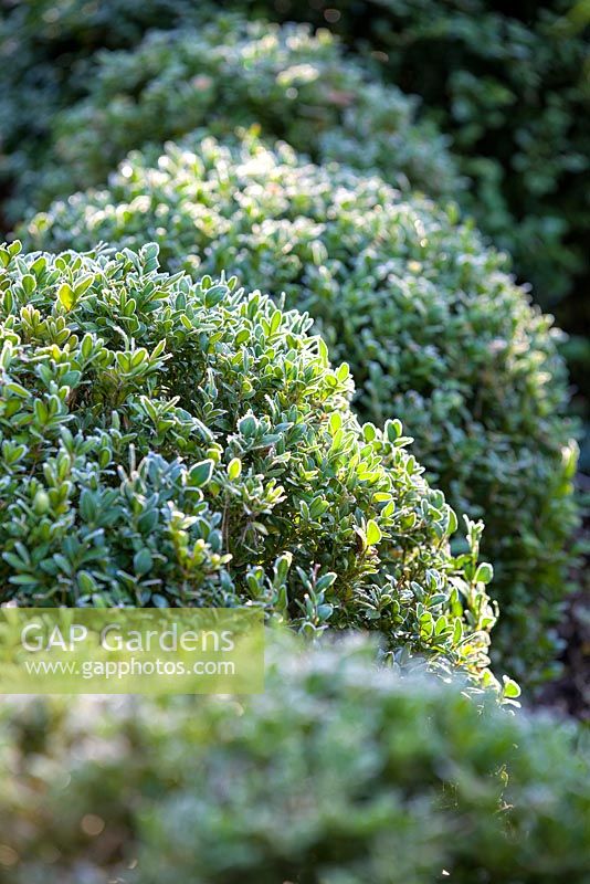 Buxus sempervirens, Box, January