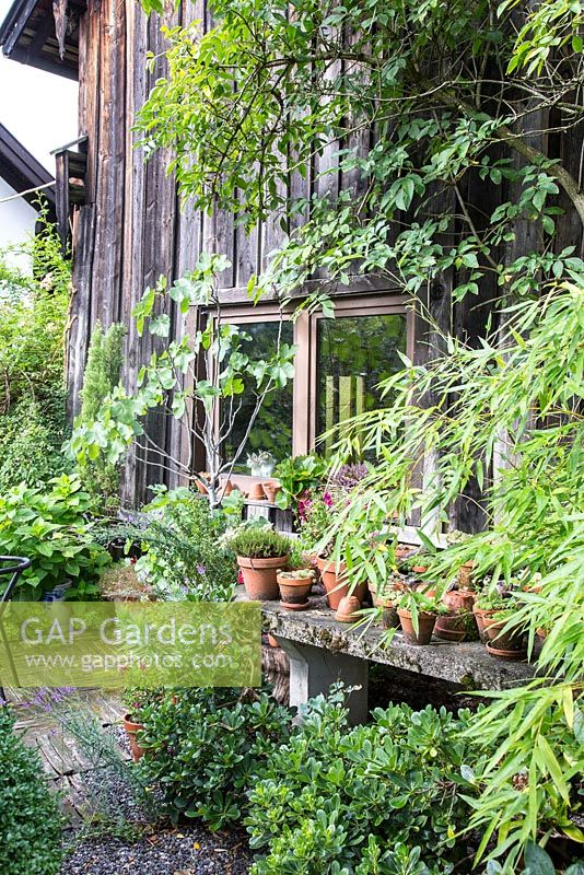 Wooden garden shed with plants in pots, box and bamboo. Plants are Bamboo, Ficus carica and Sambucus nigra