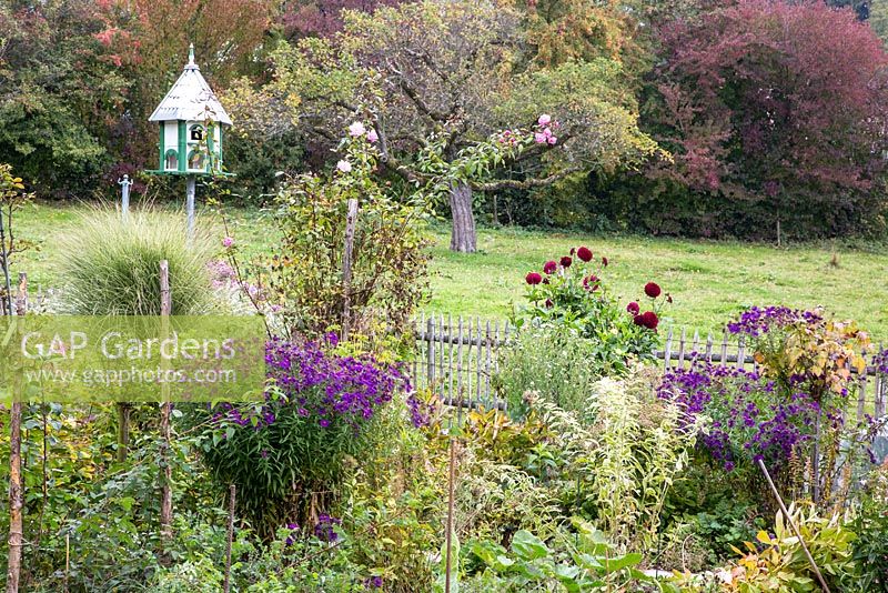 Wooden bird feeder with perennials and grasses next to wooden picket fence, overlooking pasture, apple trees and autumn coloured shrubs. Plants are Dahlia and Malus domestica