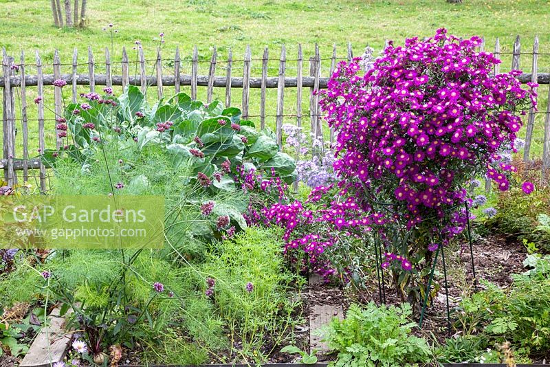 Wooden picket fence on the border of a rural kitchen garden with Asters, Fennel and Brussel sprouts