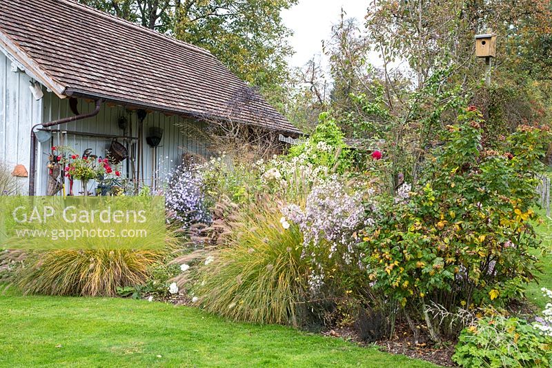 Autumn scene with white painted wooden garden shed next to borders with asters and grasses