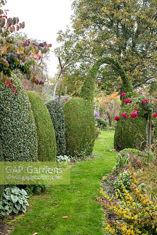 Grass path next to clipped evergreen shrubs with an arch. Plants - Hosta, Rosa and Thuja occidentalis 'Smaragd'