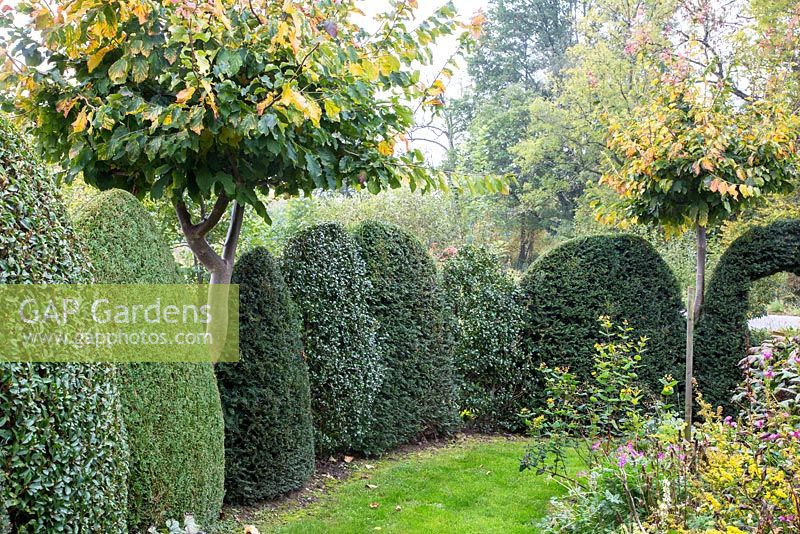 Clipped evergreen shrubs and Parrotia. Plants are Parrotia persica,  Taxus and Thuja occidentalis 'Smaragd'