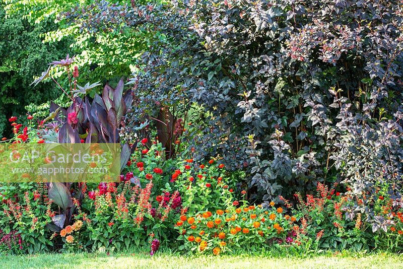 Detail of a colour schemed border with Canna indica, Physocarpus opulifolius 'Diabolo' and Zinnia