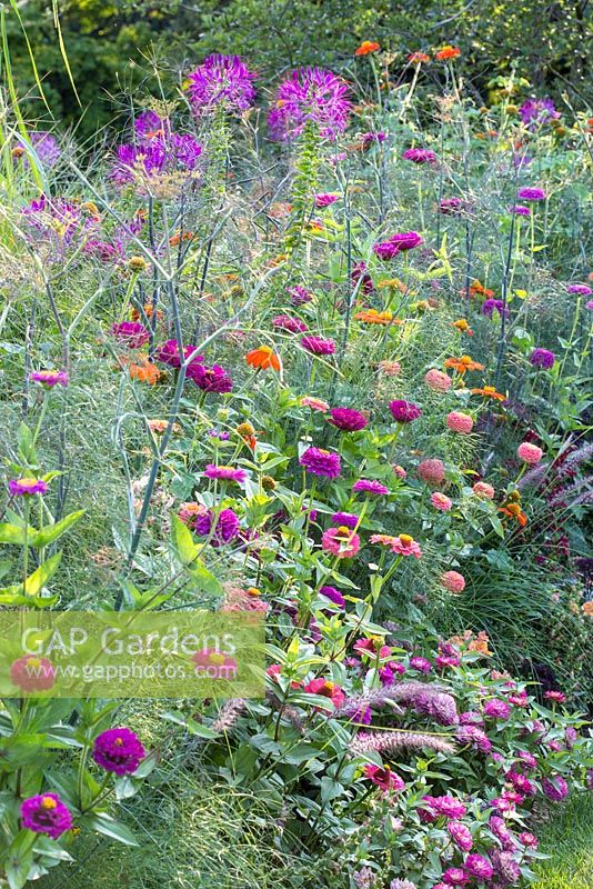 Detail of a colour schemed border with annuals. Plants are Cleome, Foeniculum vulgare, Pennisetum orientale, Tithonia rotundifolia and Zinnia
