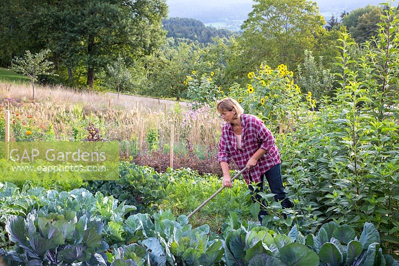 Katrin Schumann working her vegetable acre in the Bavarian Forest. Plants are broccoli, carrots, salads, sunflowers, Helianthus annus and Helianthus tuberosus 