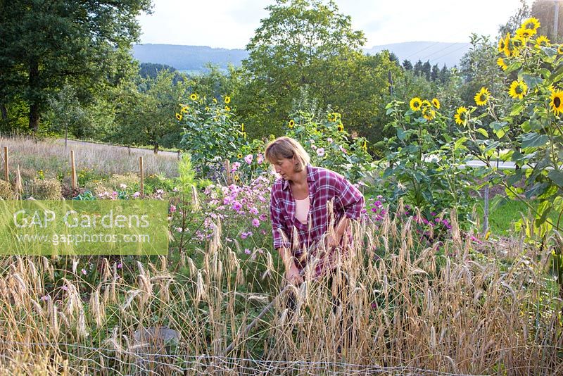 Katrin Schumann working her small acre with flowers and vegetables embedded in the landscape of the Bavarian Forest. Plants are barley, Cosmos and Helianthus annus - sunflowers