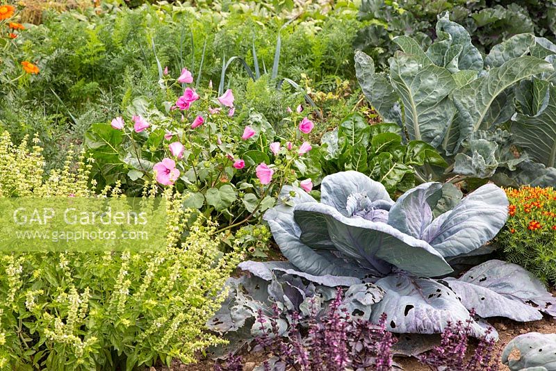 Detail of a vegetable garden with flowers. Plants are Basil, red cabbage, cauliflower, Lavatera trimestris, Tagetes tenuifolia