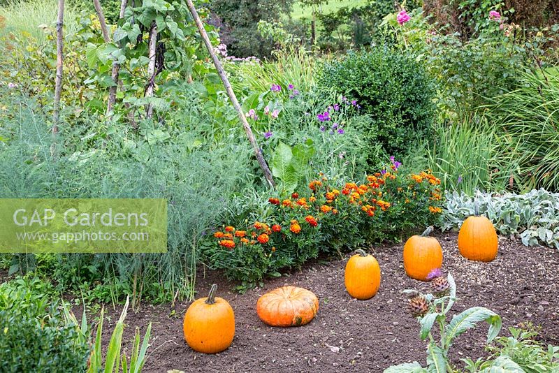 Freshly harvested pumpkins in a plot with vegetables and flowers. Plants are Cucurbita, Asparagus, Tagetes, Stachys, Buxus, runner beans and Lathyrus odoratus