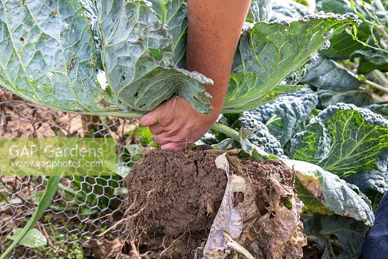 The savoy cabbage is carefully lifted to keep earth between the roots