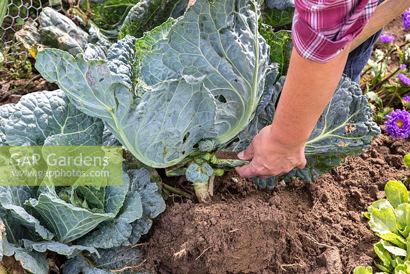 The savoy cabbage is carefully lifted to keep earth between the roots for winter conservation