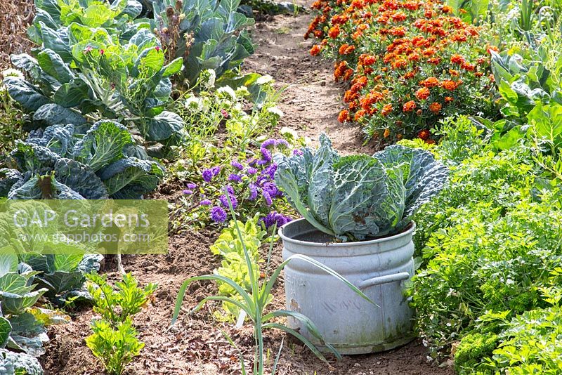 Tin pot with savoy cabbage on a vegetable plot. Other plants are parsley, Brussel sprouts, salads, Tagetes and Callistephus chinensis