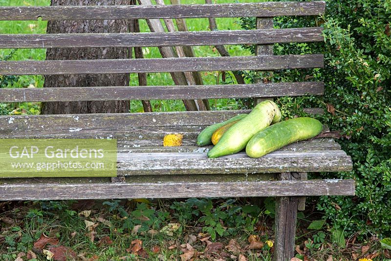 Recently harvested cucumbers on wooden garden bench