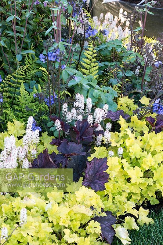 Mixed planting of Tiarella 'Sugar and Spice', Heuchera 'Lime Marmalade' and 'Frosted Violet' -  Hidden Gems of Worcestershire, RHS Malvern Spring Festival 2016