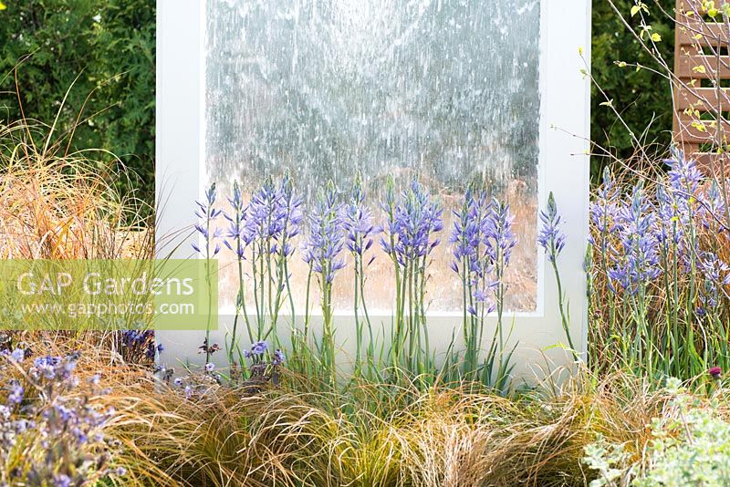 Camassia cusickki next to a white water feature with Carex testacea - The Low Line, RHS Malvern Spring Festival 2016